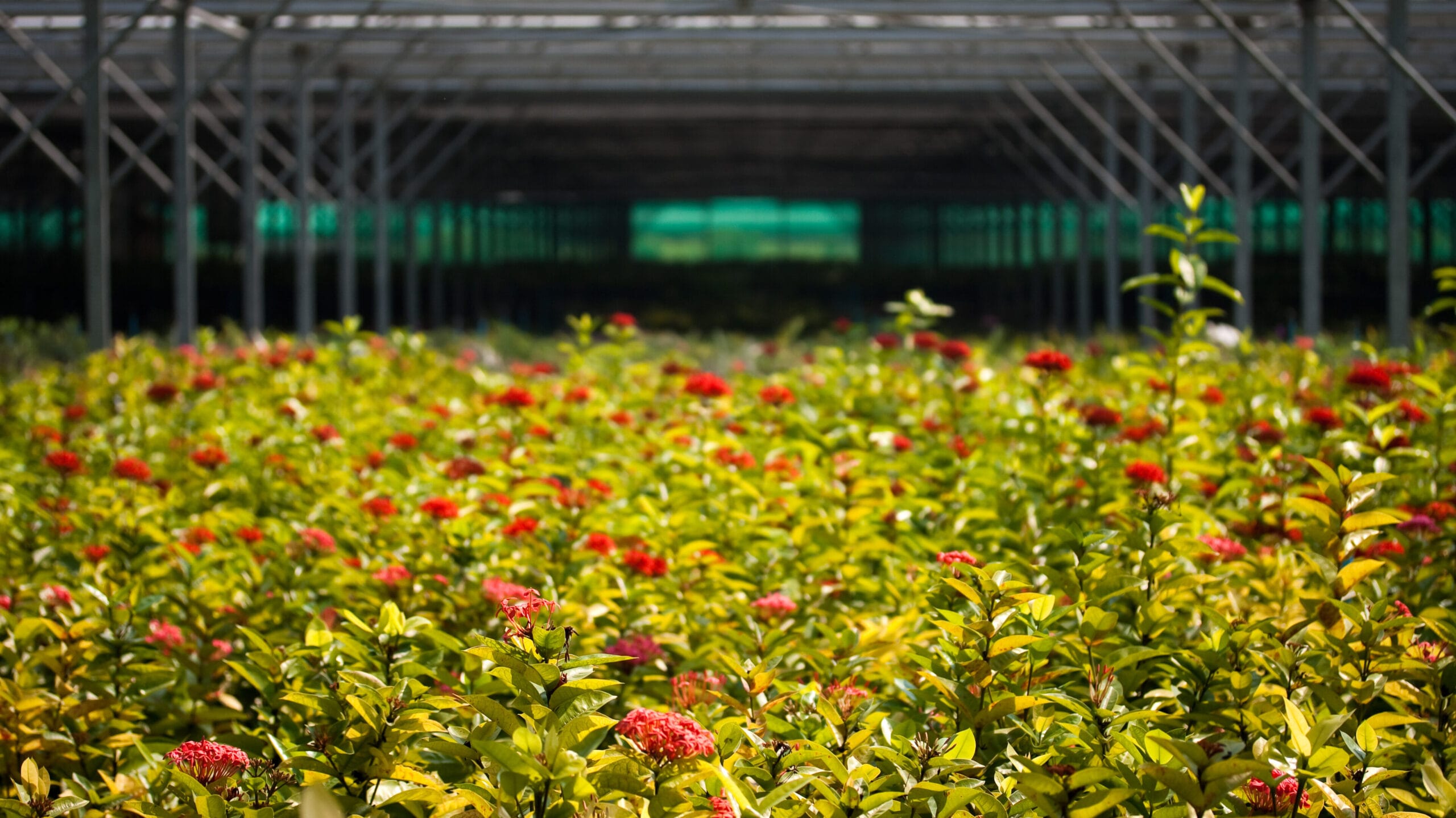 Red flowers in a greenhouse