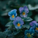 Purple winter garden flowers