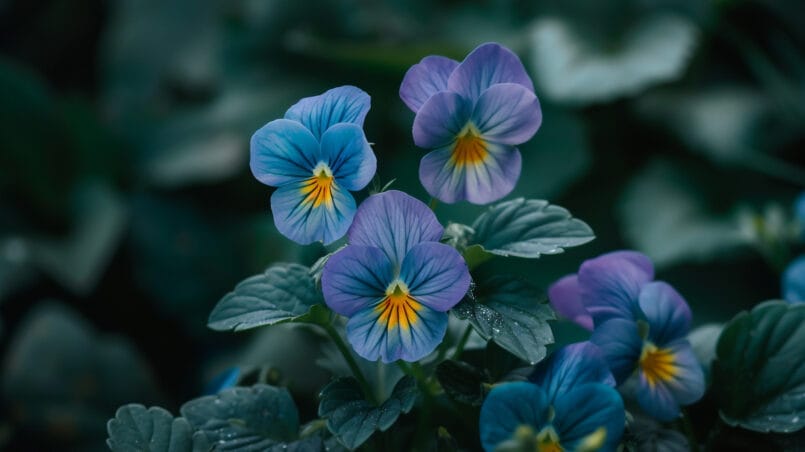 Purple winter garden flowers